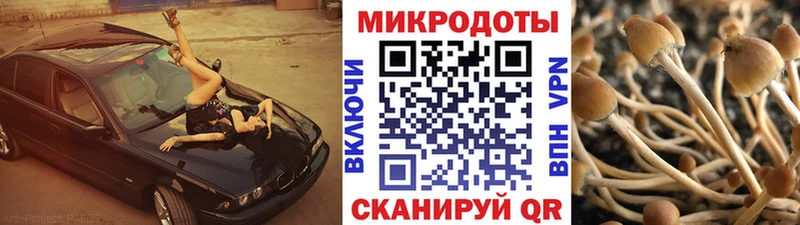 Галлюциногенные грибы Psilocybine cubensis  Камешково 